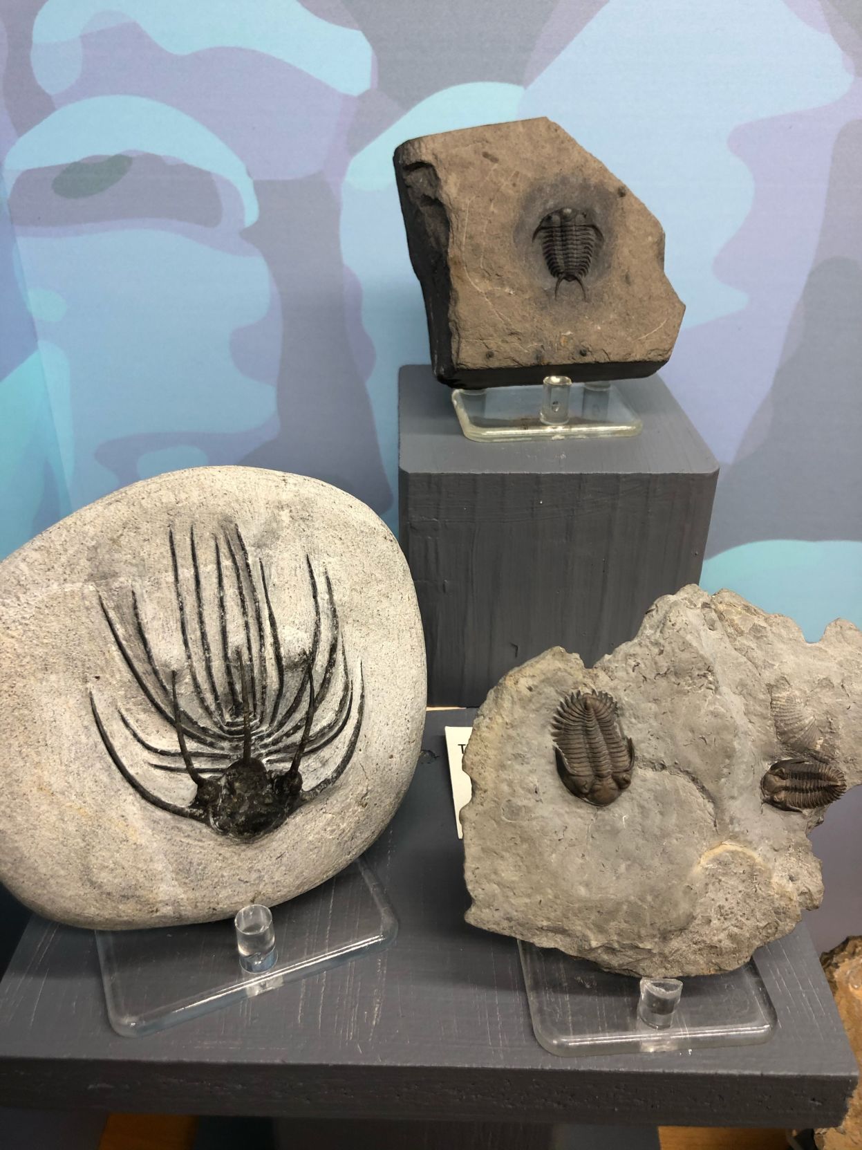 Trilobites